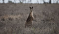 Roo
