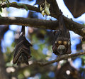 Fruit Bats