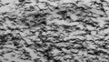Fruit Bat Swarm