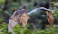 Fruit Bats 2