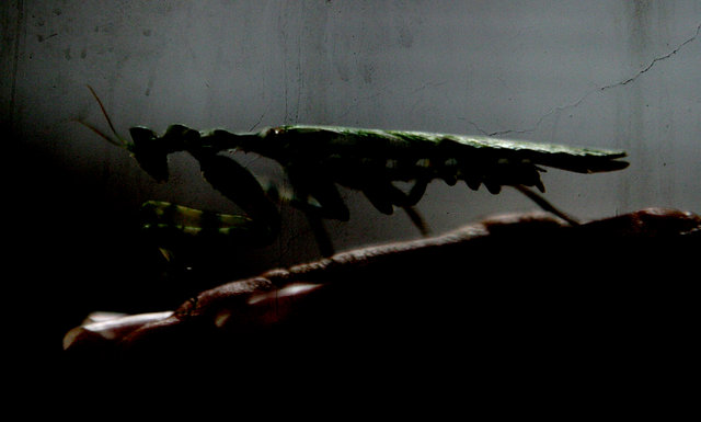 Mantis