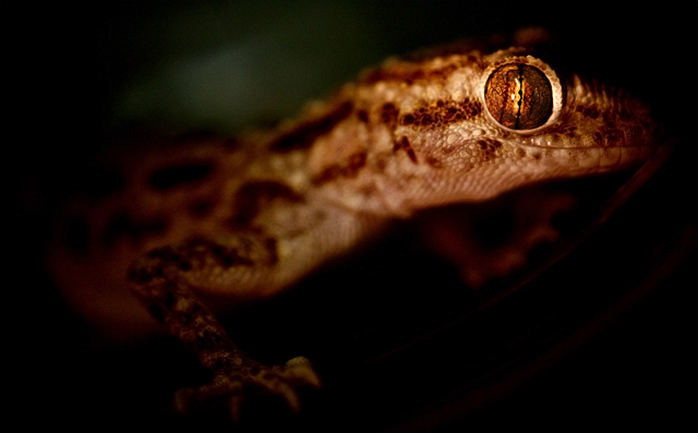 Gecko