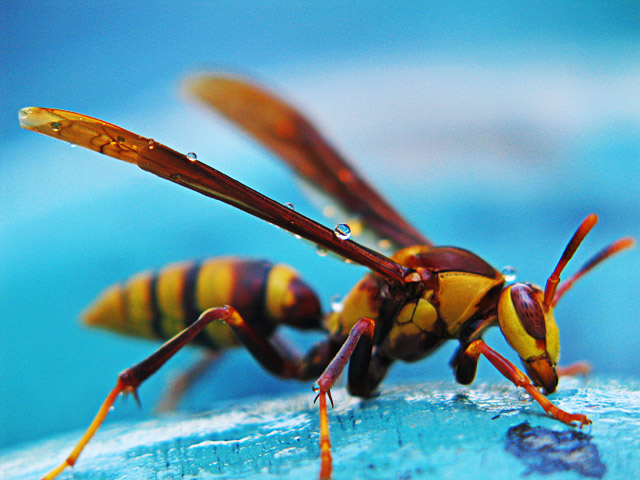 Wasp