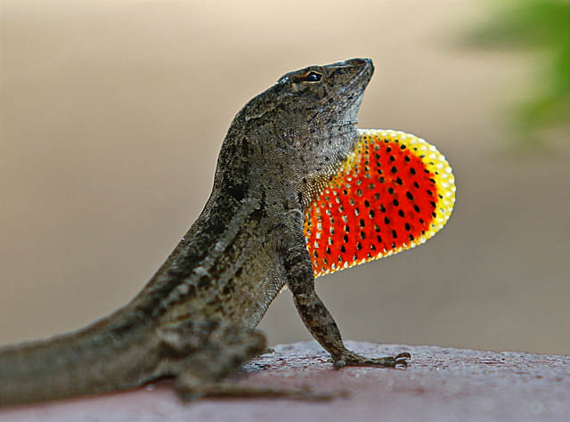 Leezard