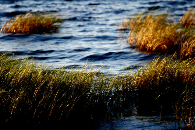 Summer Breeze