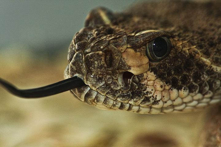 rattle snake