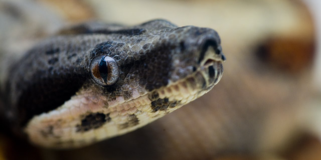some sort of boa?