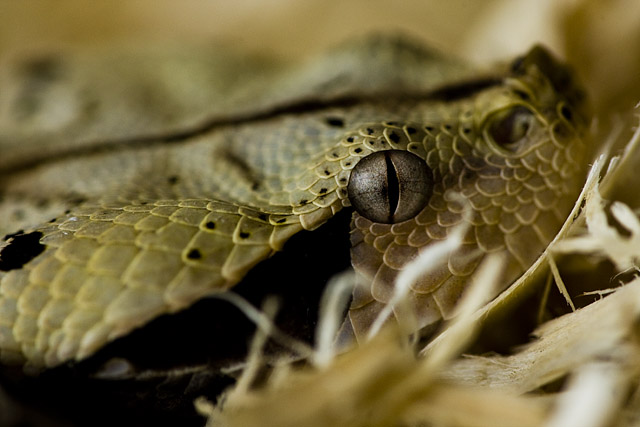 viper