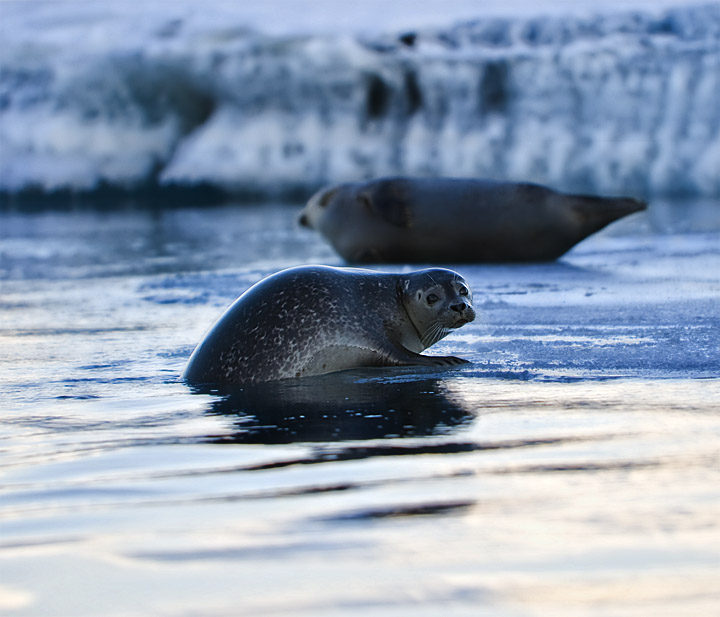 Seals at Jökulsárlón
