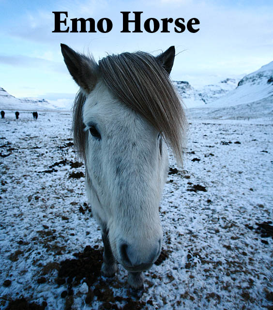 Emo Horse