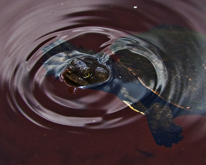 Lake Allom Turtles