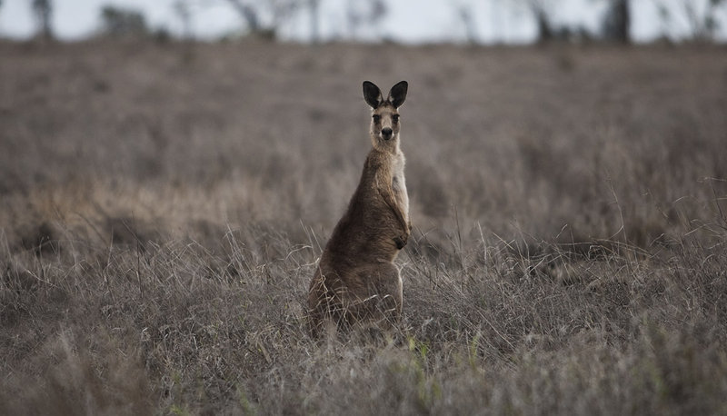 Roo
