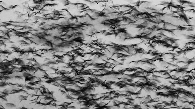 Fruit Bat Swarm