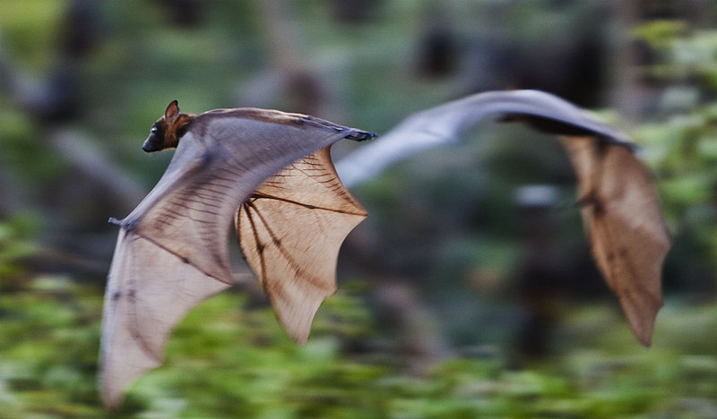 Fruit Bats 2