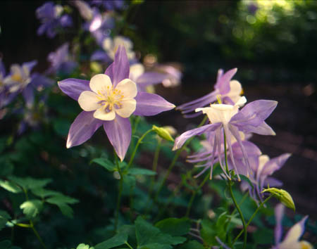Columbine.jpg