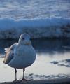 The Seagull