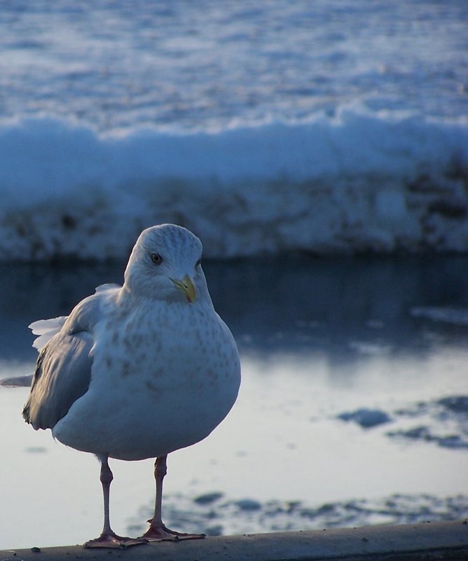 The Seagull