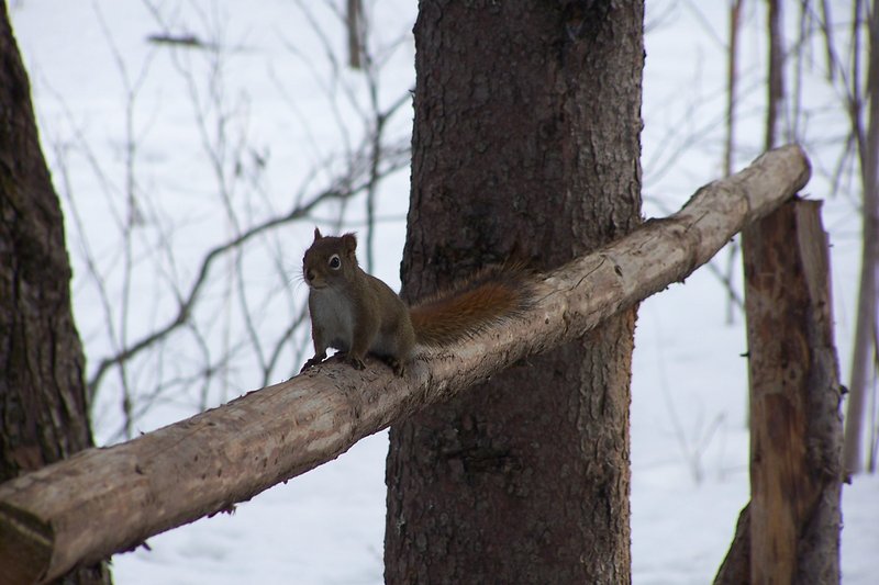 Squirrel