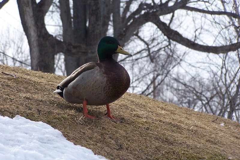 Father Duck