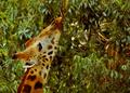 Giraffe I