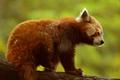 Red Panda