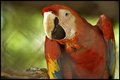 Loro