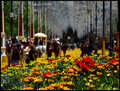 May Fair I