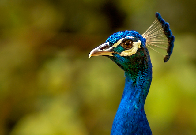 Peacock I