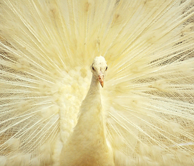 Peacock II