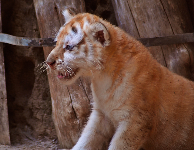 Tiger cub
