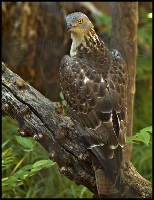 Eagle beauty
