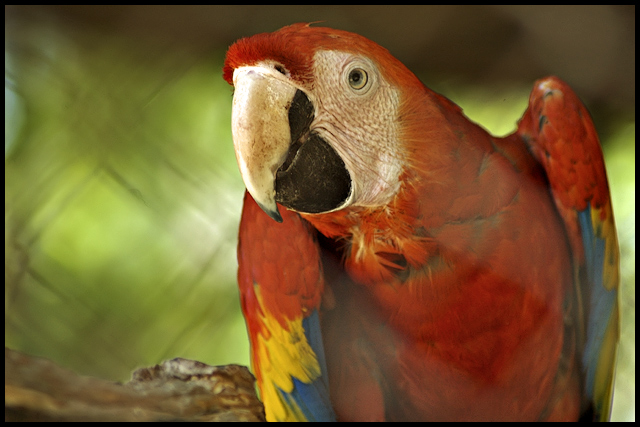 Loro