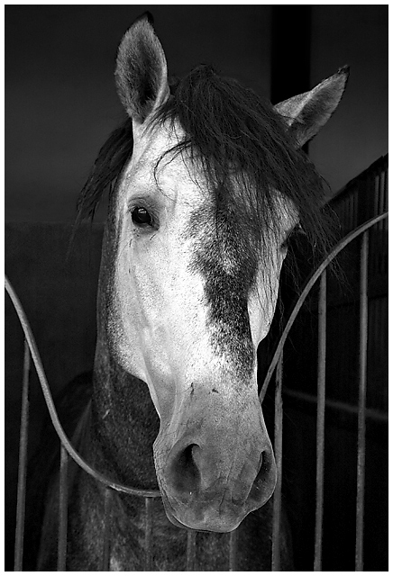 Cartujano Horse I