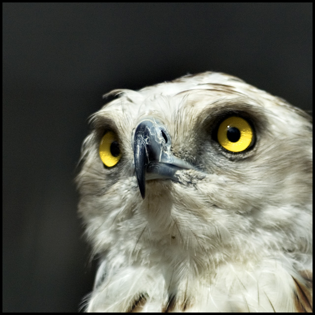 Broken beak
