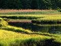 backlit marsh, summer