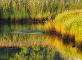 grass-and-reflections-2.jpg