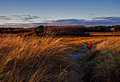 Penny in the Salt Marsh