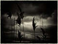 Foxtails, Clearing Storm, Coy's Creek