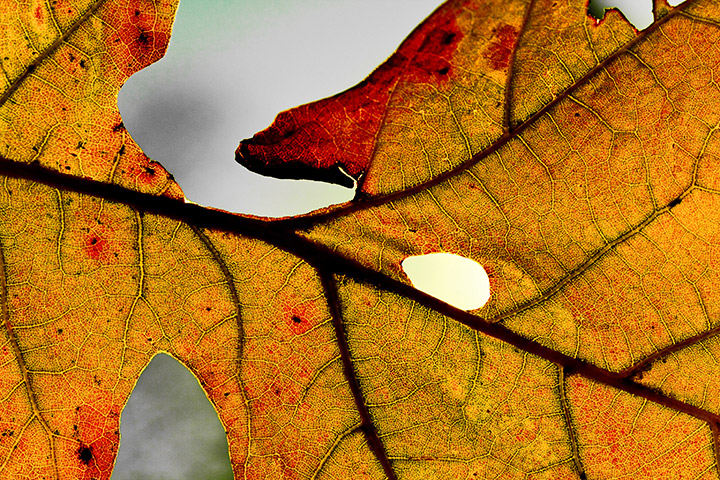 Day Two — another leaf