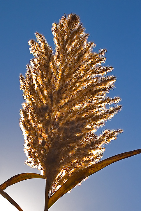 Day Three — Foxtail