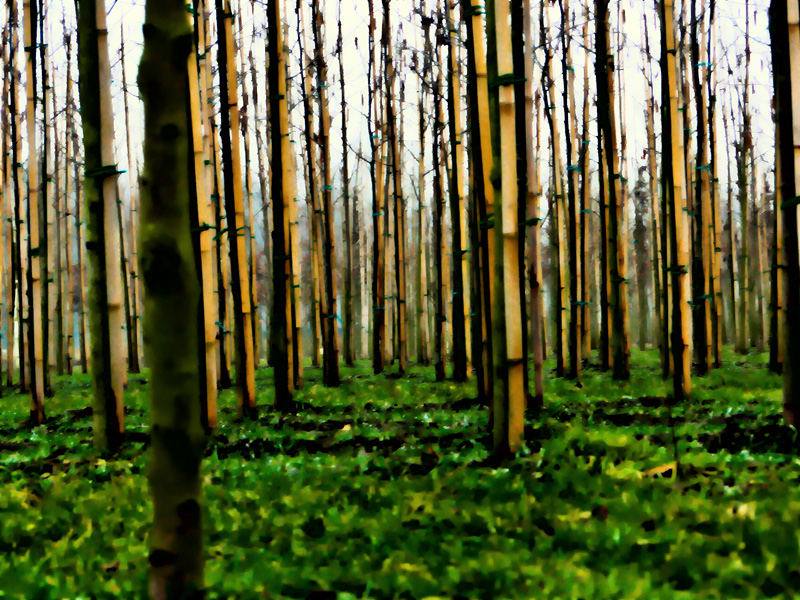 Pjotre-Bamboo.jpg