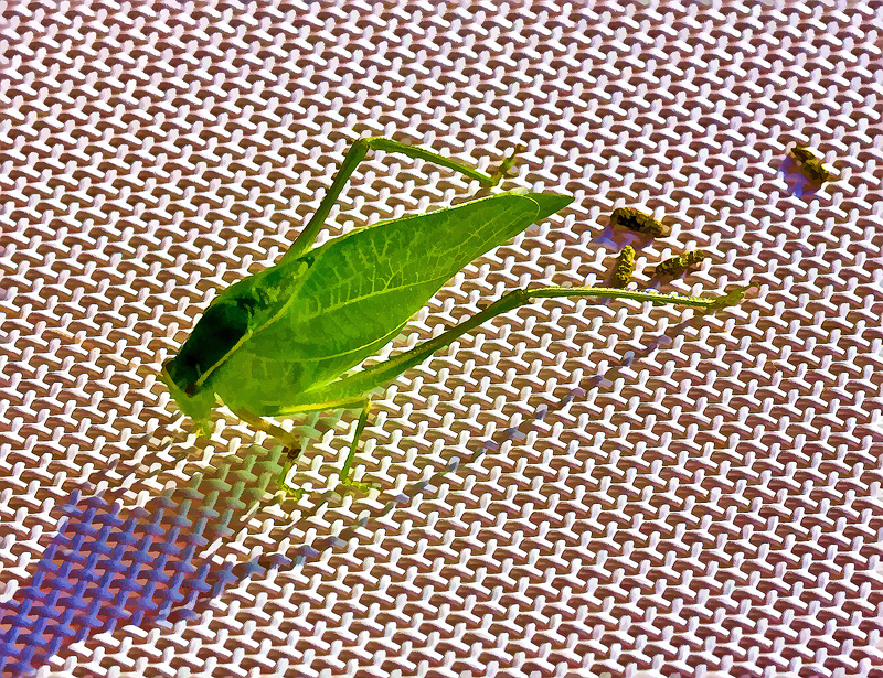 IMG_5752-katydid