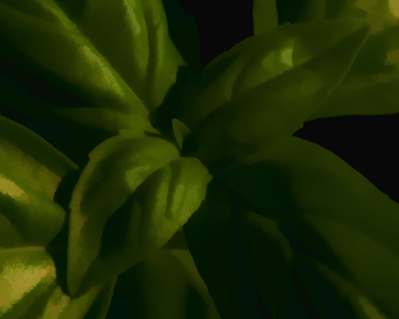 IMG_6404-basil
