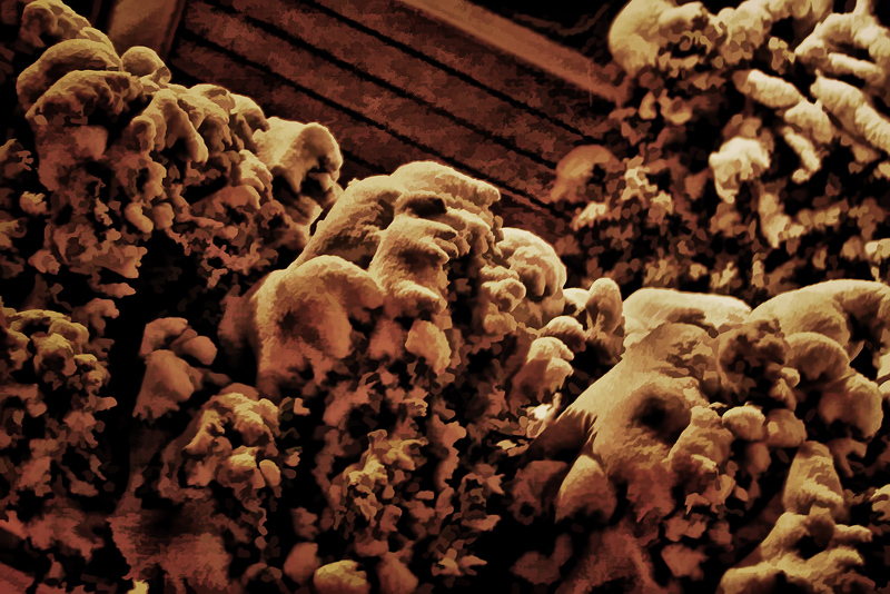 nighttrain-snowbush