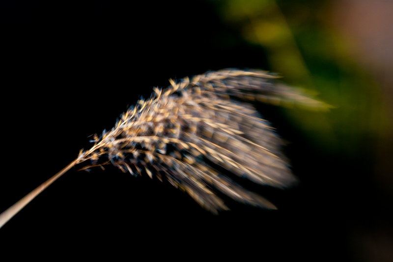 Autumn Grass