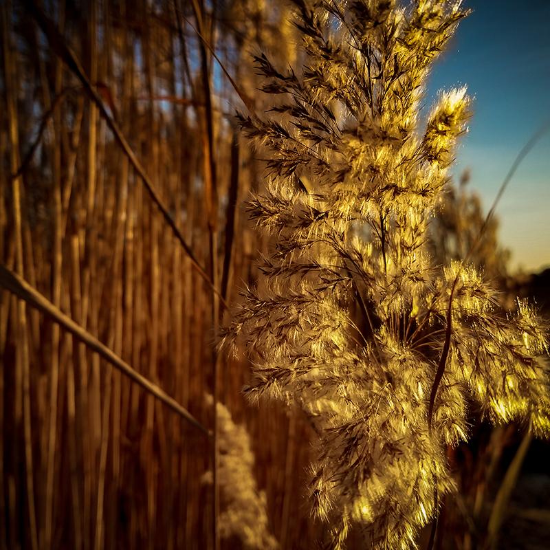 Evening Marsh