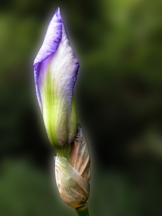 iris bud