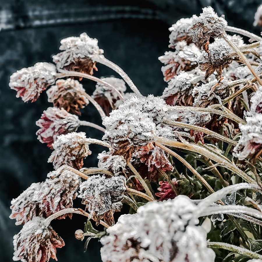 20251207_085522-Edit-frost-flowers