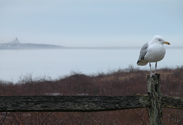 Gull nauset marsh.jpg