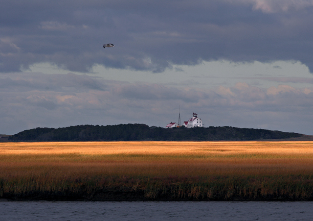 nauset-gull-marsh.jpg